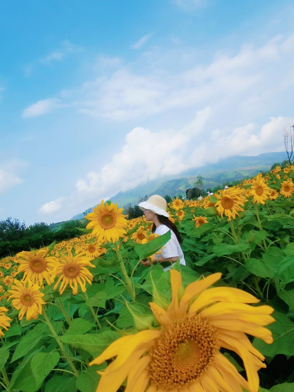 阳光鲜花风景图片大全图片