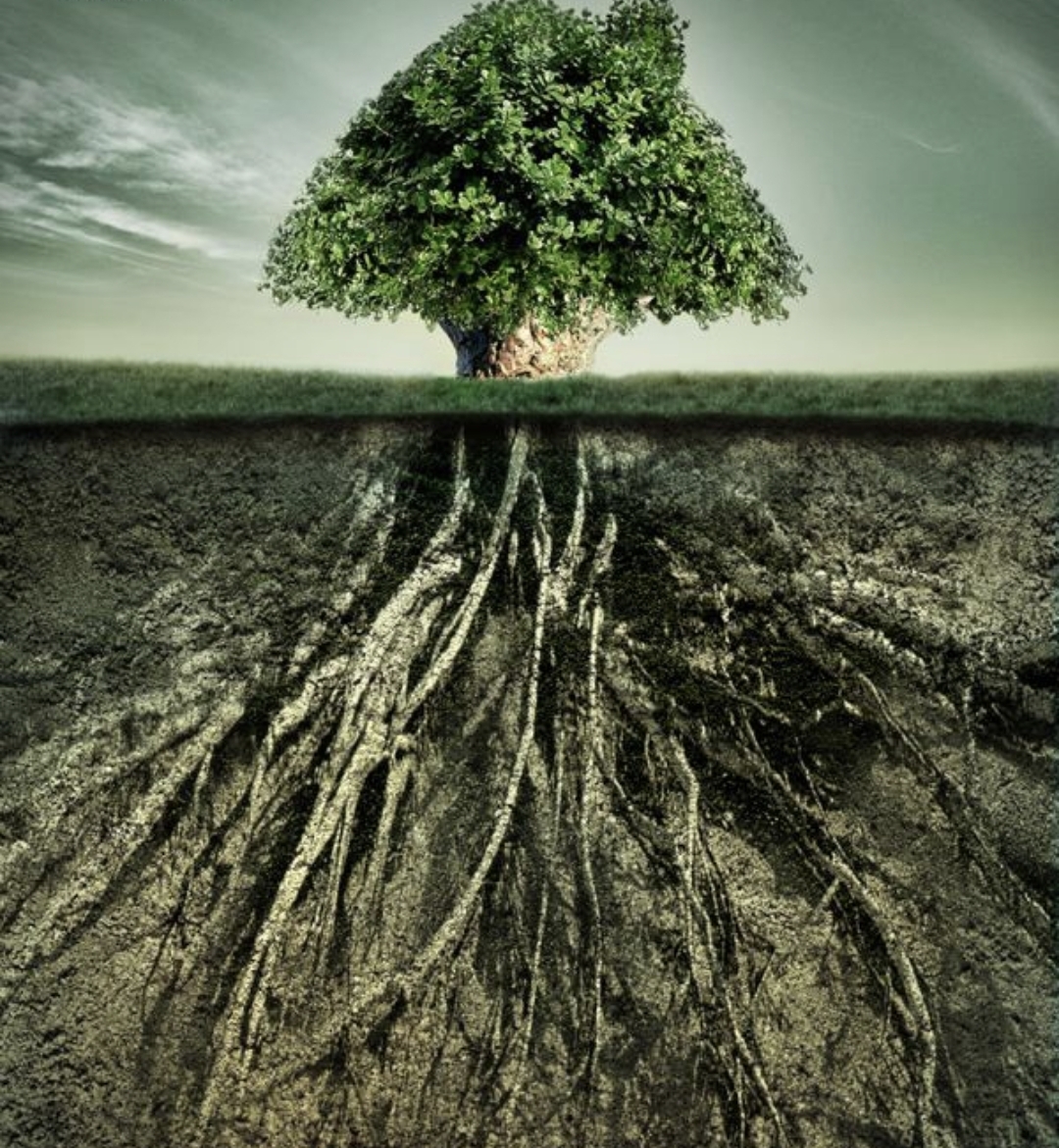 23岁懒死在家的杨锁:浮于地表的根,怎支得起风雨飘摇中的树干