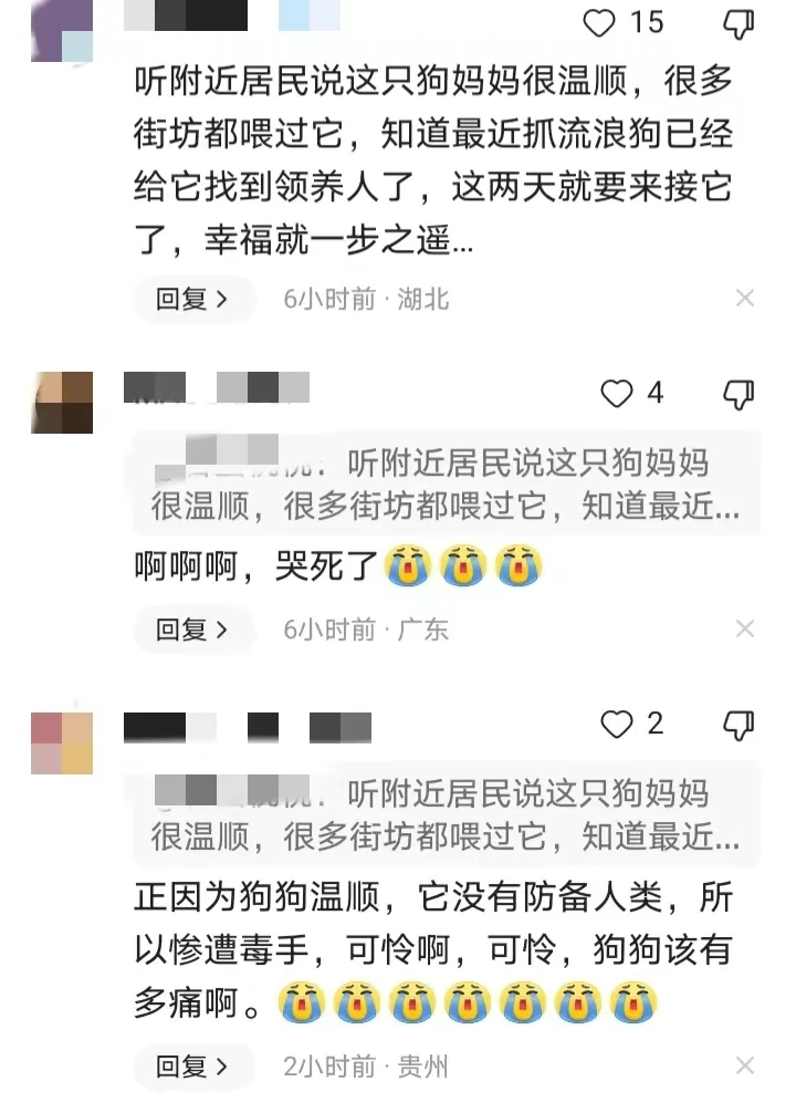 武汉虐狗事件 店员烫狗时在狂笑