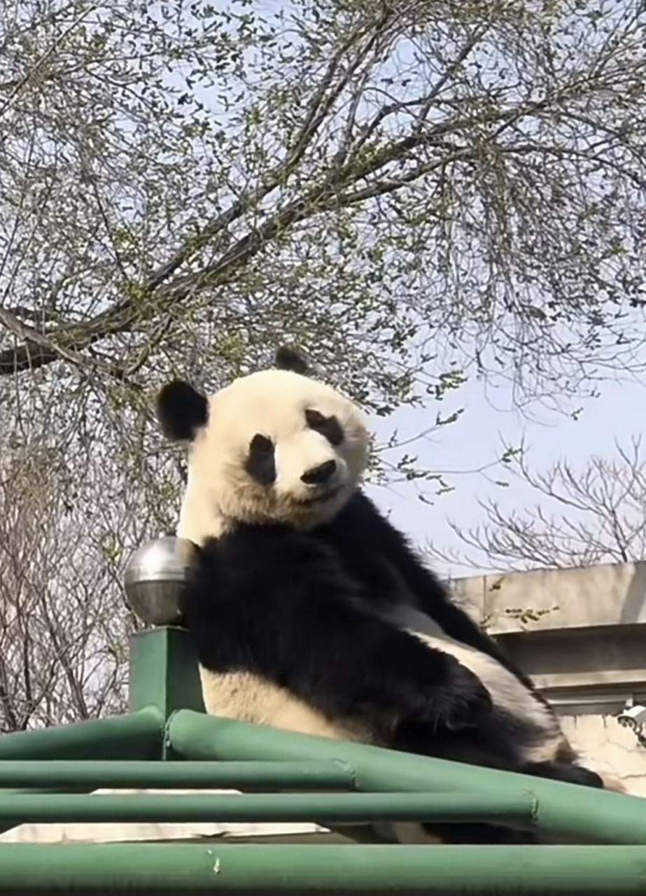 多么妖娆妩媚的美女熊熊一枚,她叫喜乐,来自天津动物园哦#熊猫