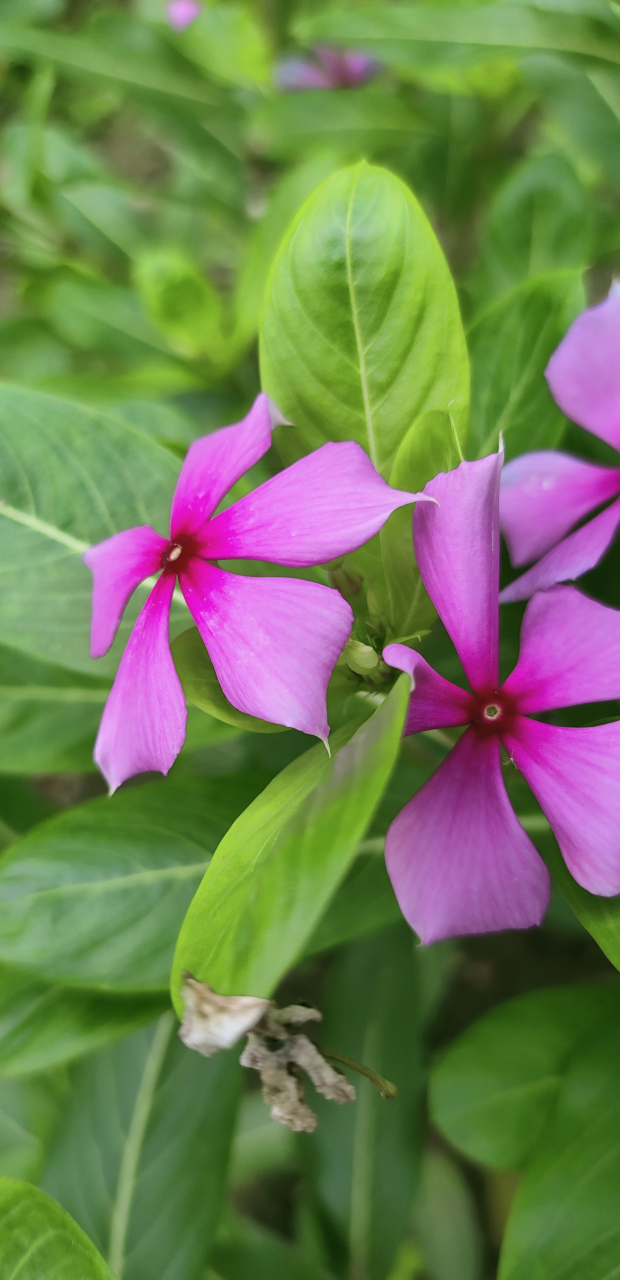 周末的惊喜,来自妈妈的小花圃!