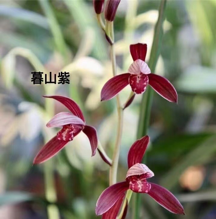 建兰色花经典暮山紫