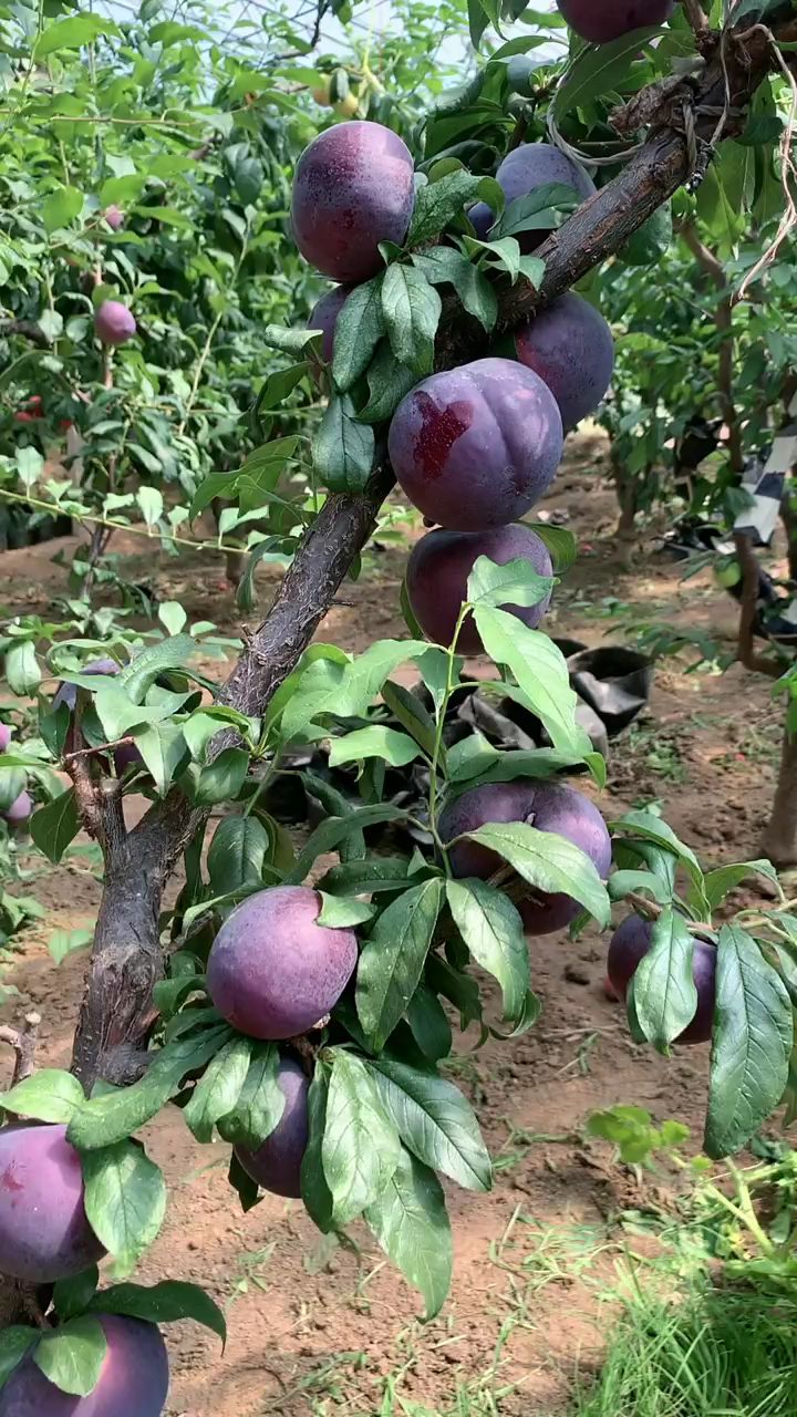 黑霸王李子树苗,当年种植结果树