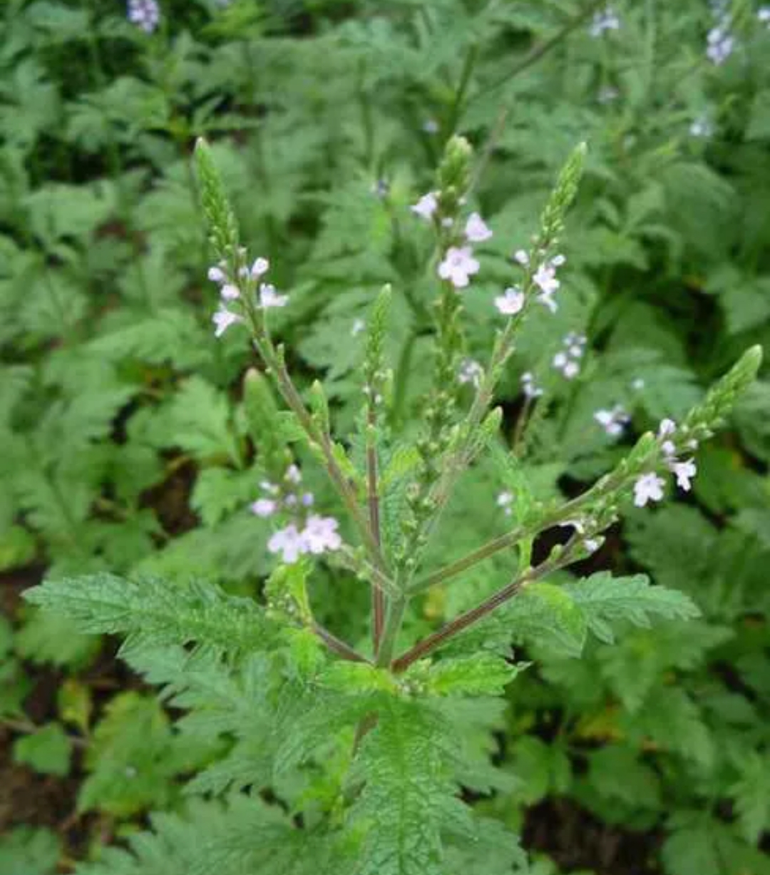 《马鞭草》煮汤功效