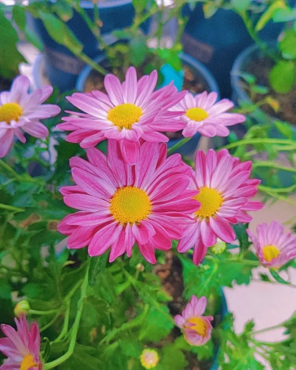 我的阳台花草之美人菊 美人菊,又名女王菊,株形不高,花朵也不大,但它