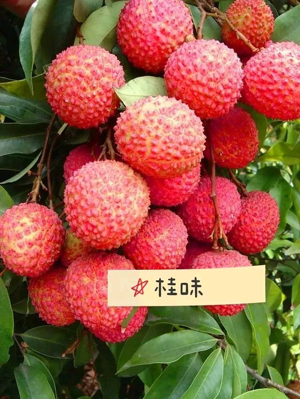 给北方朋友们科普一下我们南方的荔枝.