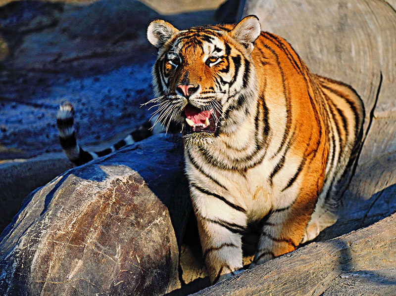 东北虎沿高速奔走380公里,一只母老虎都没遇到,老虎脱单更难