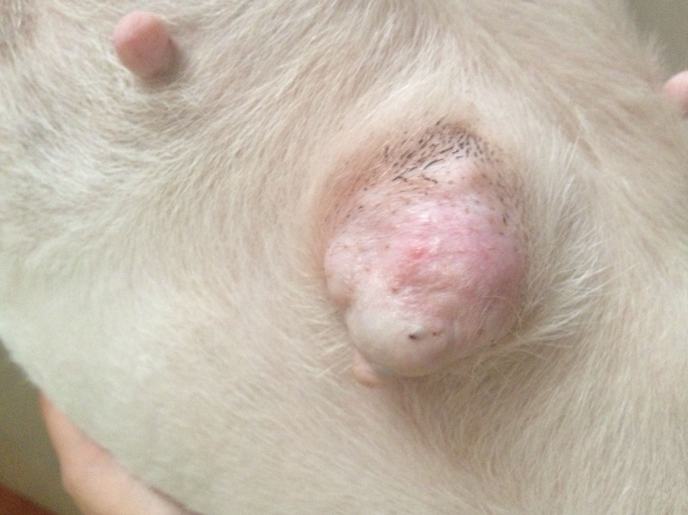 狗狗得乳腺瘤,没做手 术现在已经好啦!