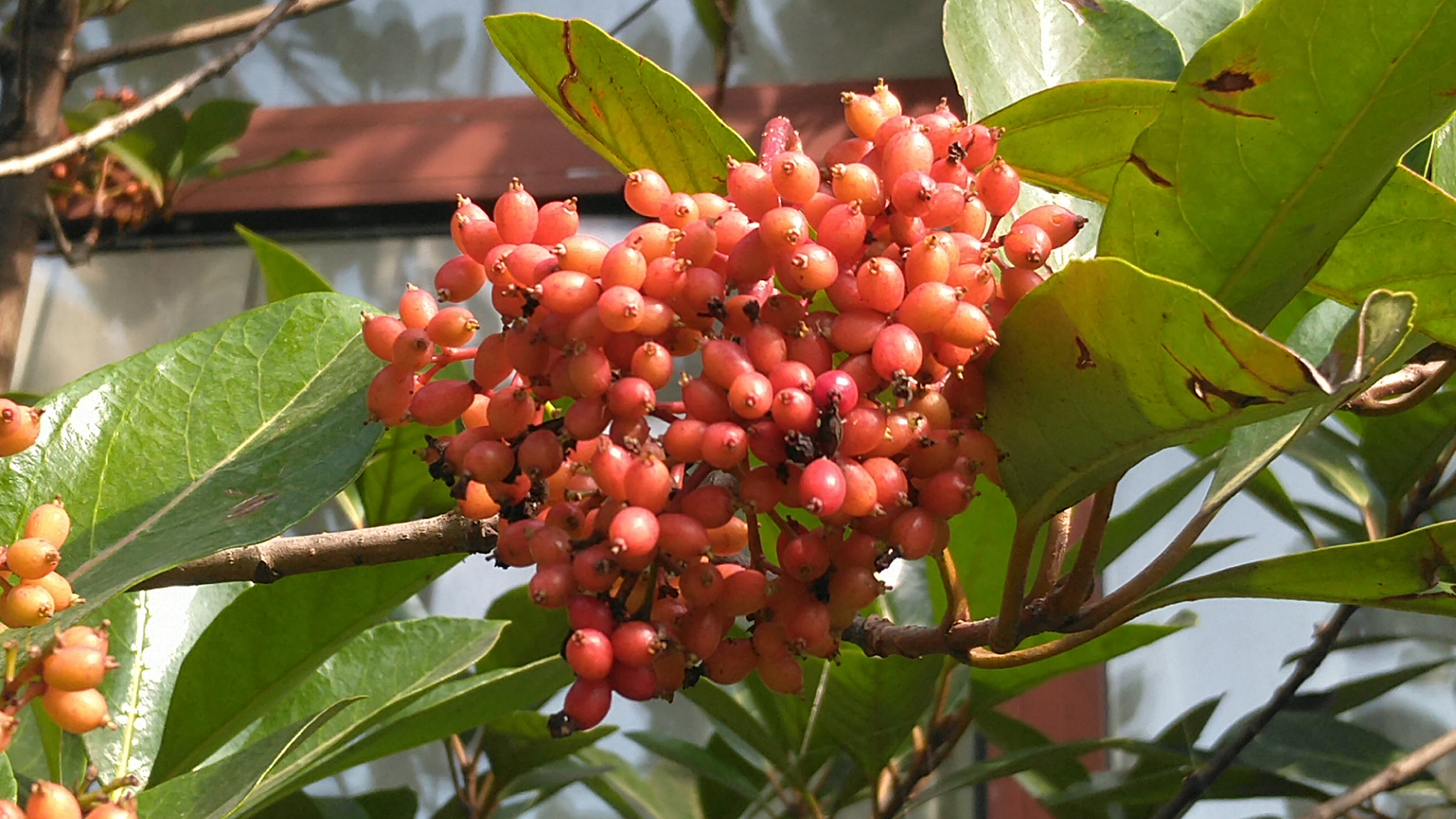 珊瑚树,终年苍翠,红果形如珊瑚,绚丽可爱