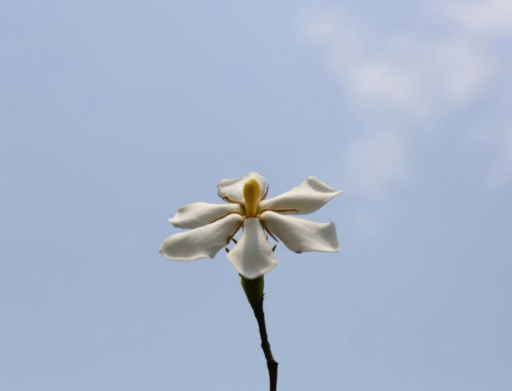 玉荷花栀子花品种图片