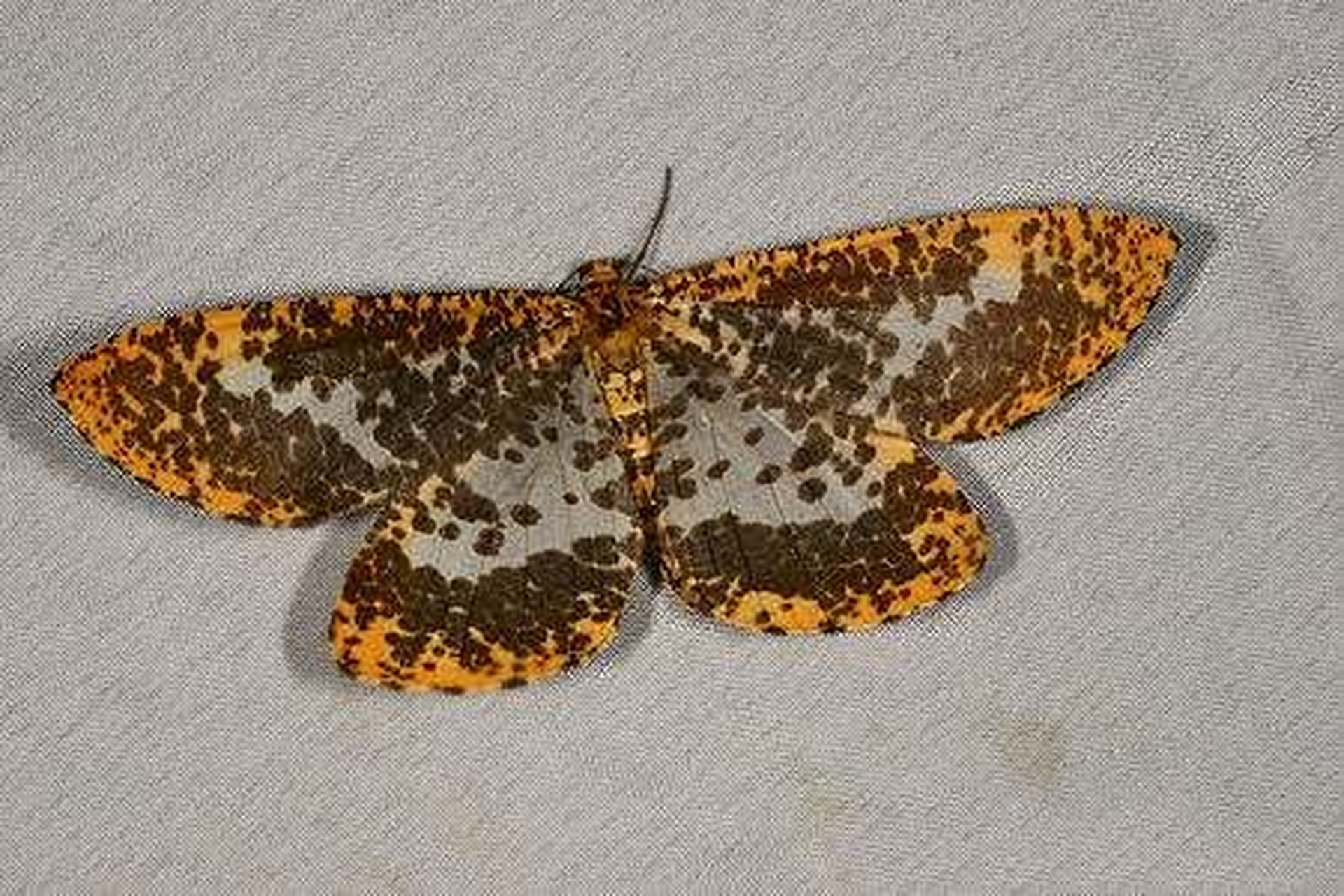 动态创作月泛知识# 巨豹纹尺蛾 巨豹纹尺蛾体型较大,翼展可达7~8烂鬃