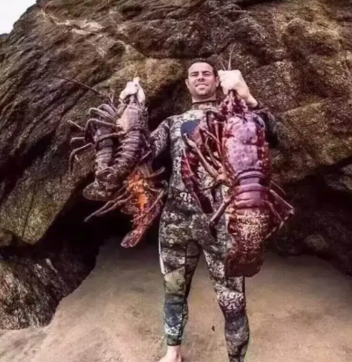 史上最大龙虾,看到图片,网友:好大的面包