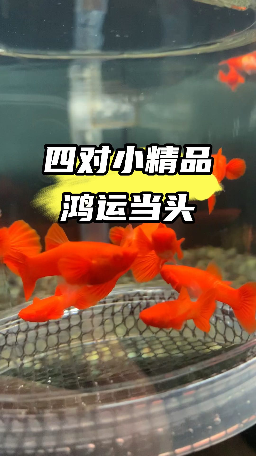 精品雙分水鴻運當頭孔雀魚 #鴻運當頭 #養魚人 #萌寵春日好時光 #孔雀