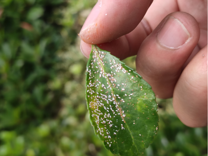 防治刺吸式害虫矢尖蚧?综合这几点!