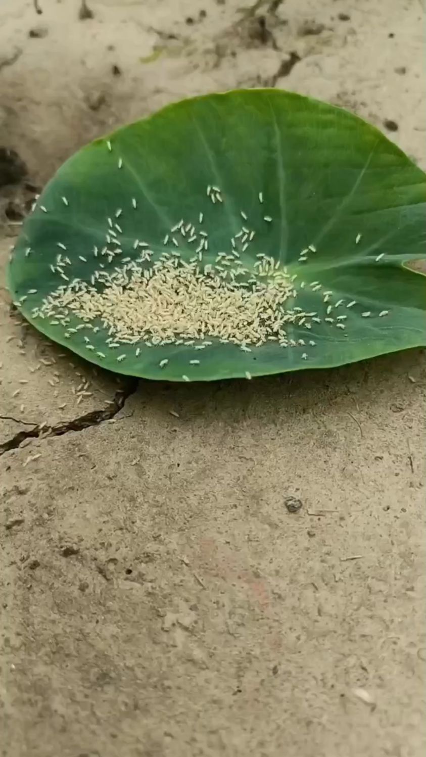 知了猴幼虫幼苗活体蝉苗农村最火养殖行业你养我回收