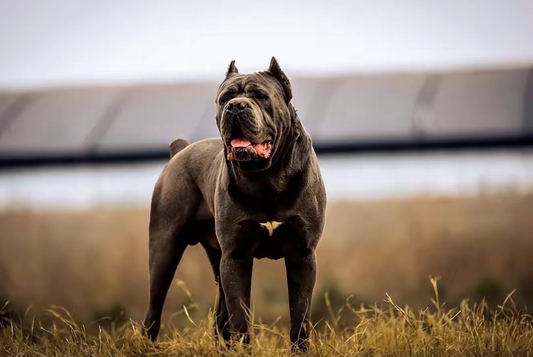 世界上被"禁养"的六大猛犬,你以为藏獒的战斗力真的是吹的吗?