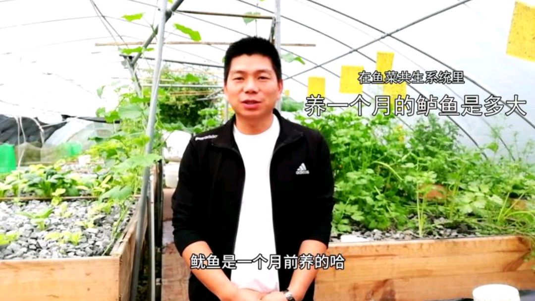 养1个月的鲈鱼苗到底有多大鱼菜共生养鱼农人带你看活蹦乱跳的鱼