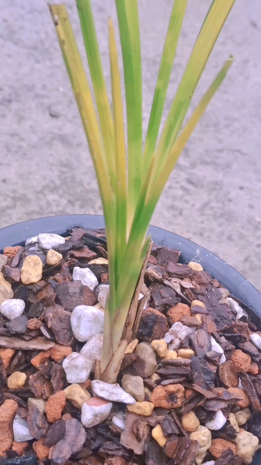 难得一见的下山"艺兰",你们觉得怎么样