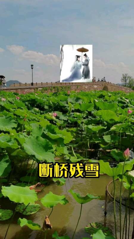 六月的断桥残雪已被荷花淹没,这里是白娘子和许仙相会的地方-度小视