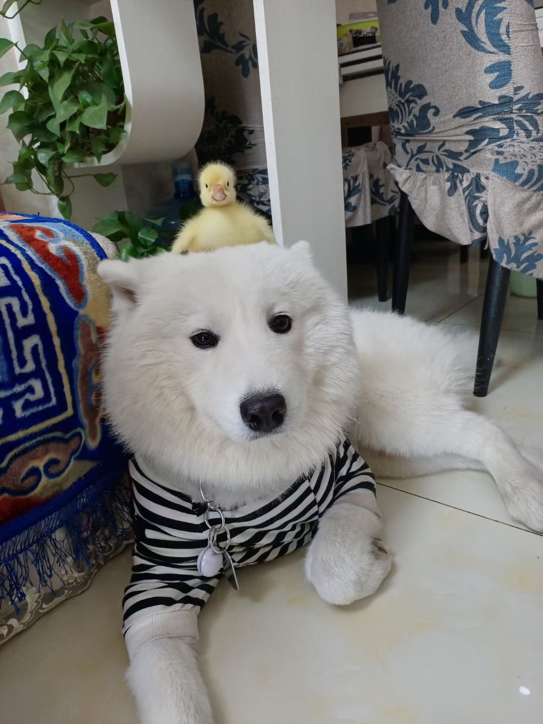 傻大憨萨摩耶