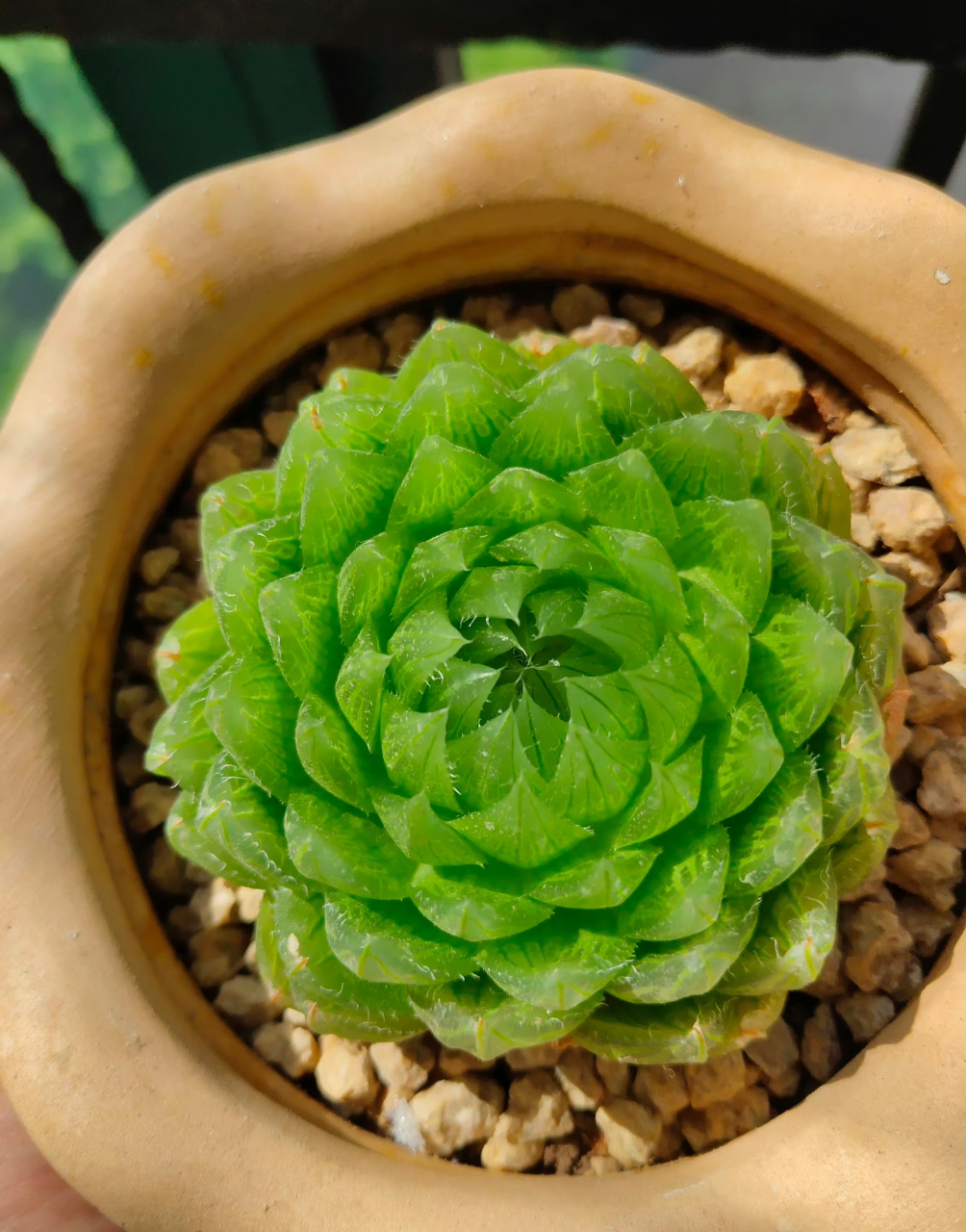 多肉十二卷  西山寿 毛玉露 黑肌玉露 雪花玉露 玉扇 樱水晶 阿寒湖