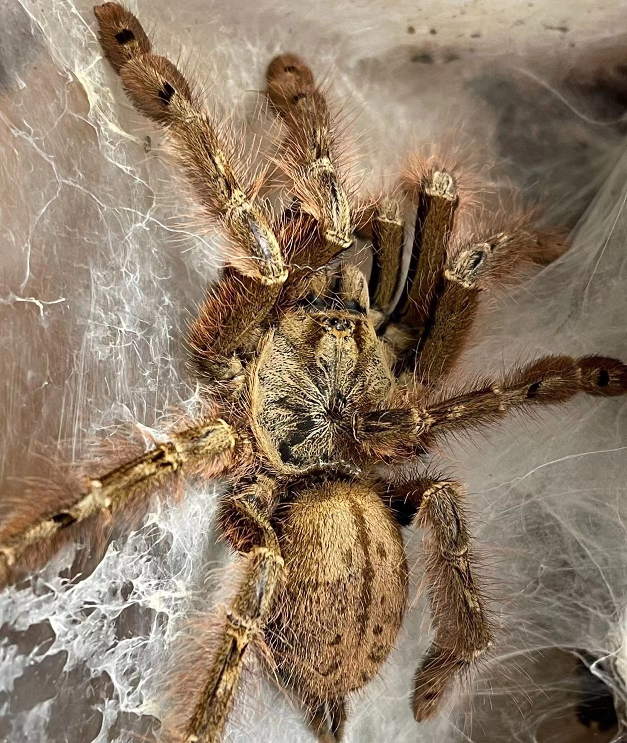 盘点一些便宜但体积巨大的宠物捕鸟蛛