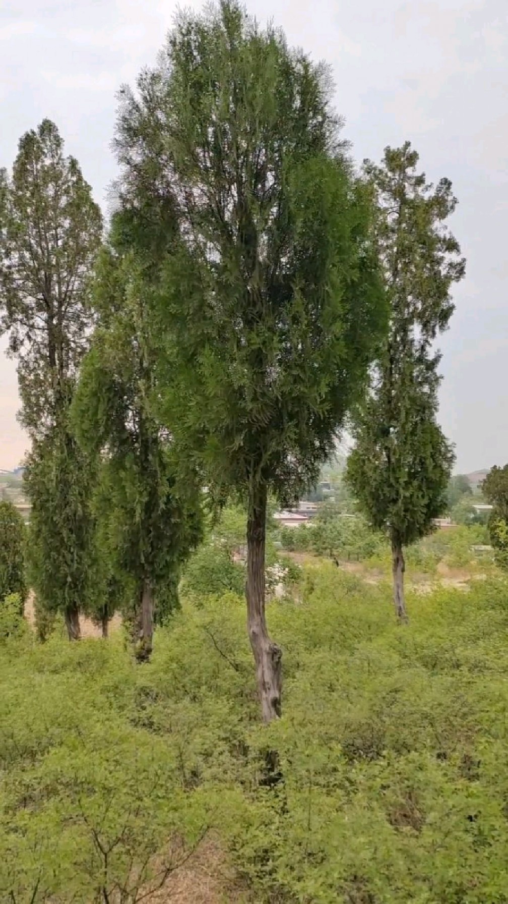老家柏树山上百年柏树,清脆的鸟叫声,成片的山枣树,环境优美空气清新