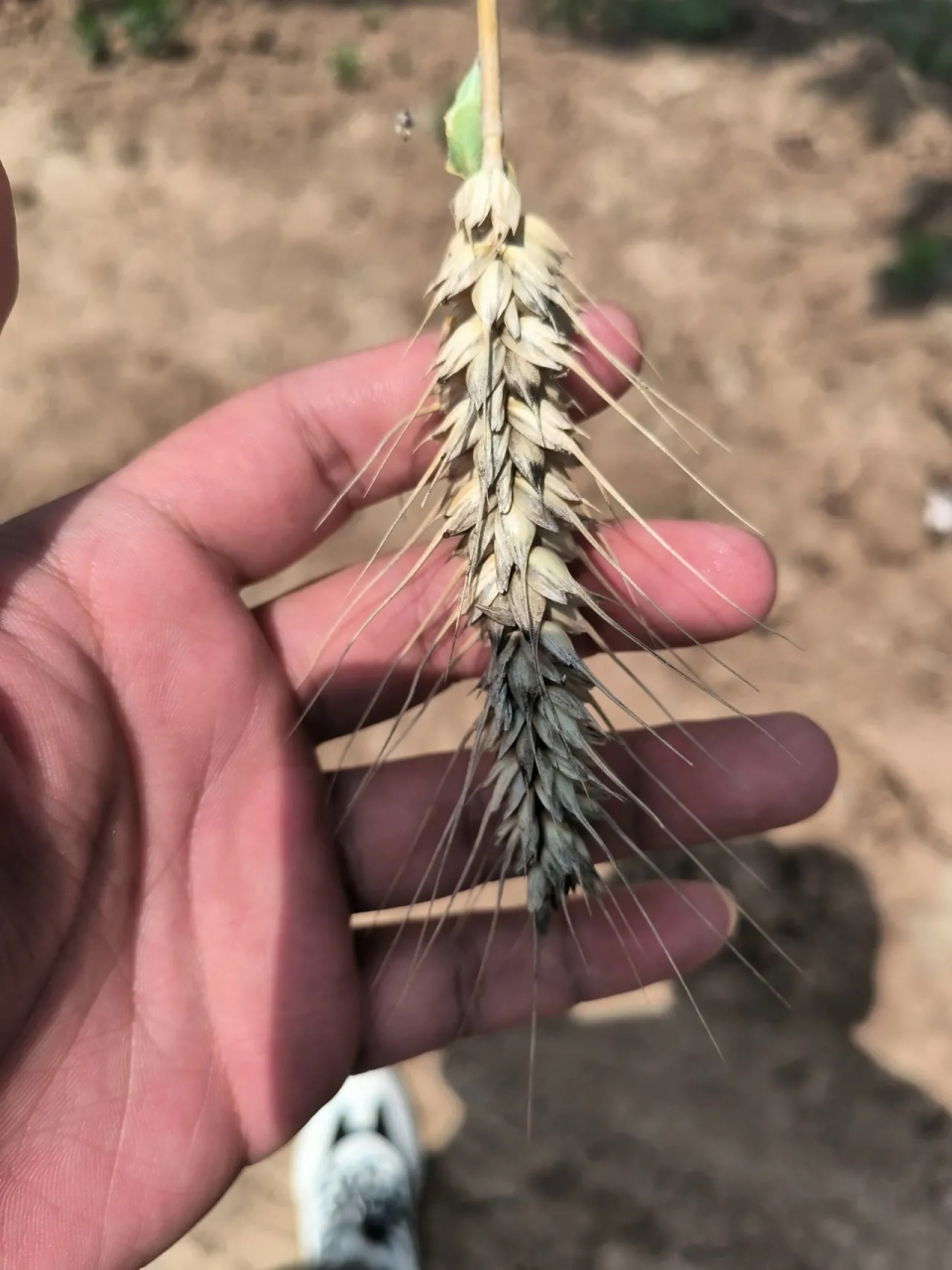 未收割的小麦,麦壳儿有点发黑,发霉,但是剥开之后,麦粒没有任何影响