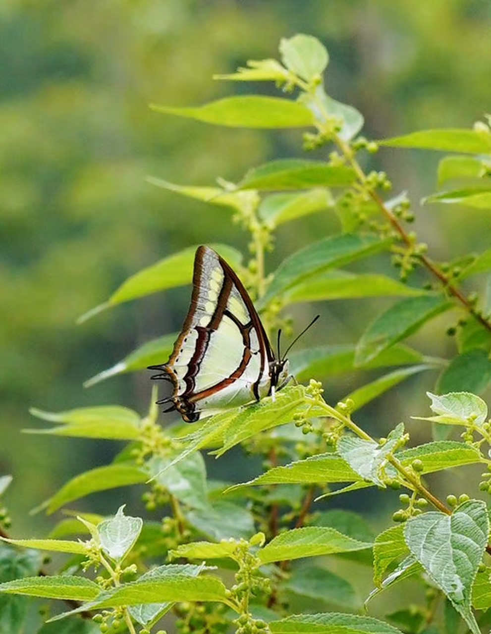 二尾蛱蝶 polyura narcaea (hewitson, 1854)