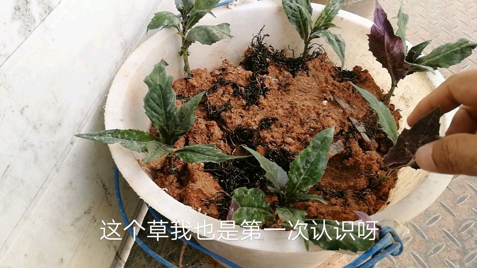 药用价值非常高的红凤菜,叶子有紫色和绿色的,女性朋友有福了