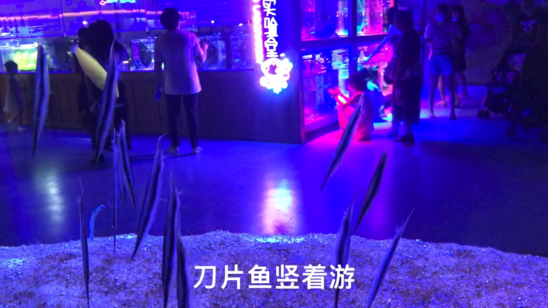 东湖海洋世界游记,有奇怪的刀片鱼,有像虫子的鱼