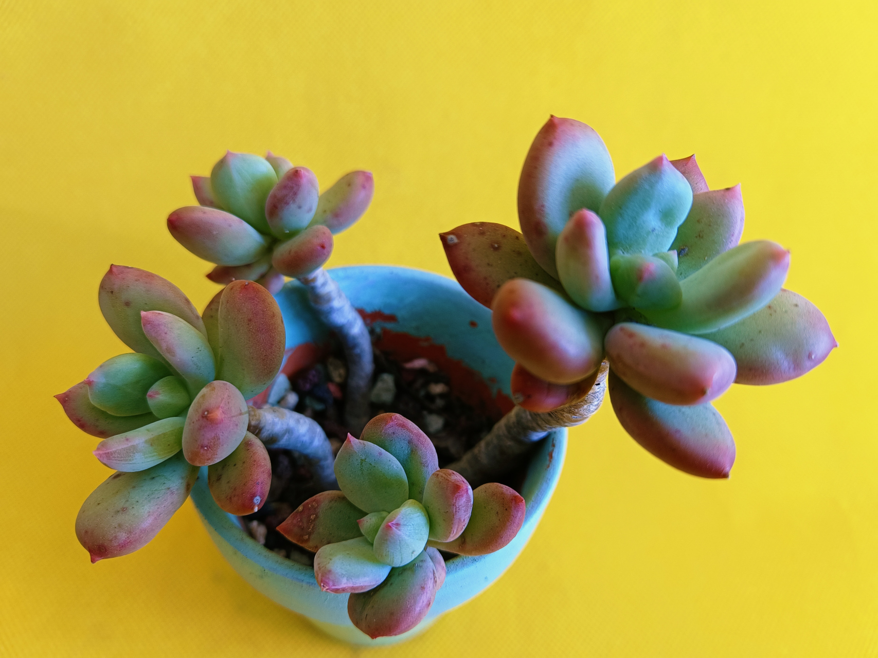 青星美人肉嘟嘟和名字一样像个美人