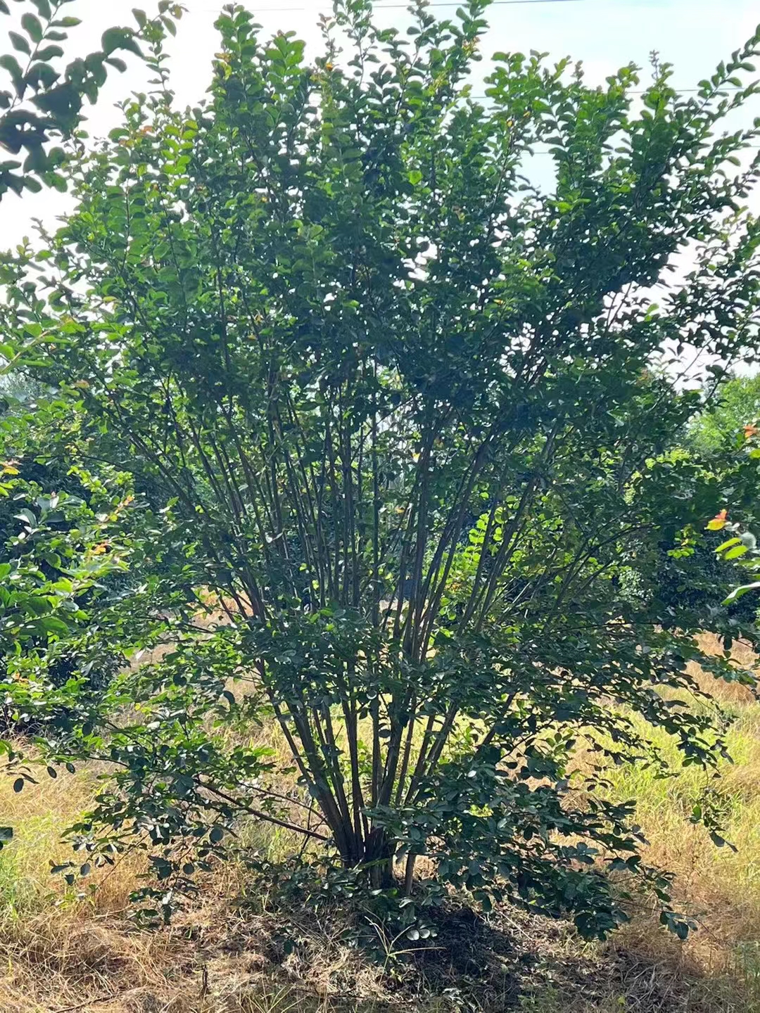 紫丁香价格(丁香花价格)(丛生紫丁香价格表)(紫丁香报价表)