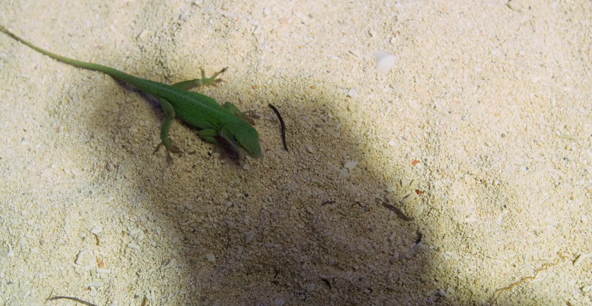 蜂鸟窝的命运洗礼,逃得过蚂蚁的袭击,却躲不了暴风雨的摧残