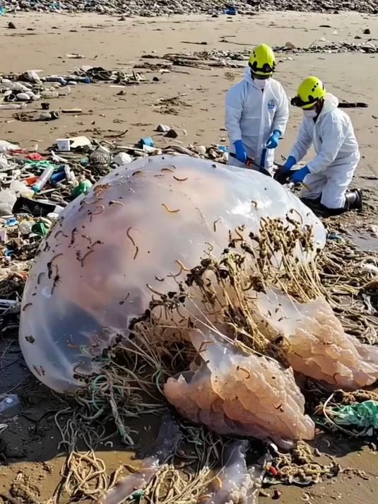 巨型水母被困渔网,清洗放生瞬间惊艳众人!