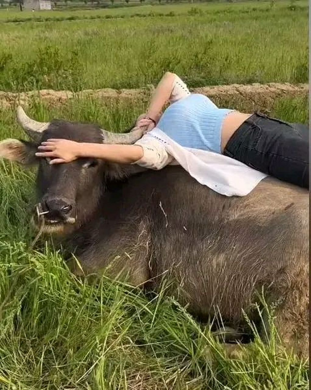 牛:我只是头耕田的水牛,这么大个姑娘了,怎么还能这样黏着本牛呢?