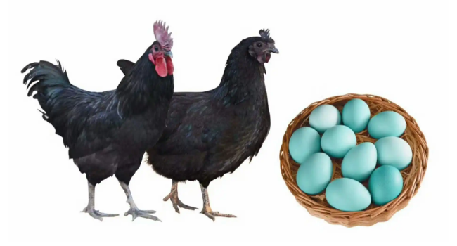 白羽绿壳蛋鸡品种图片