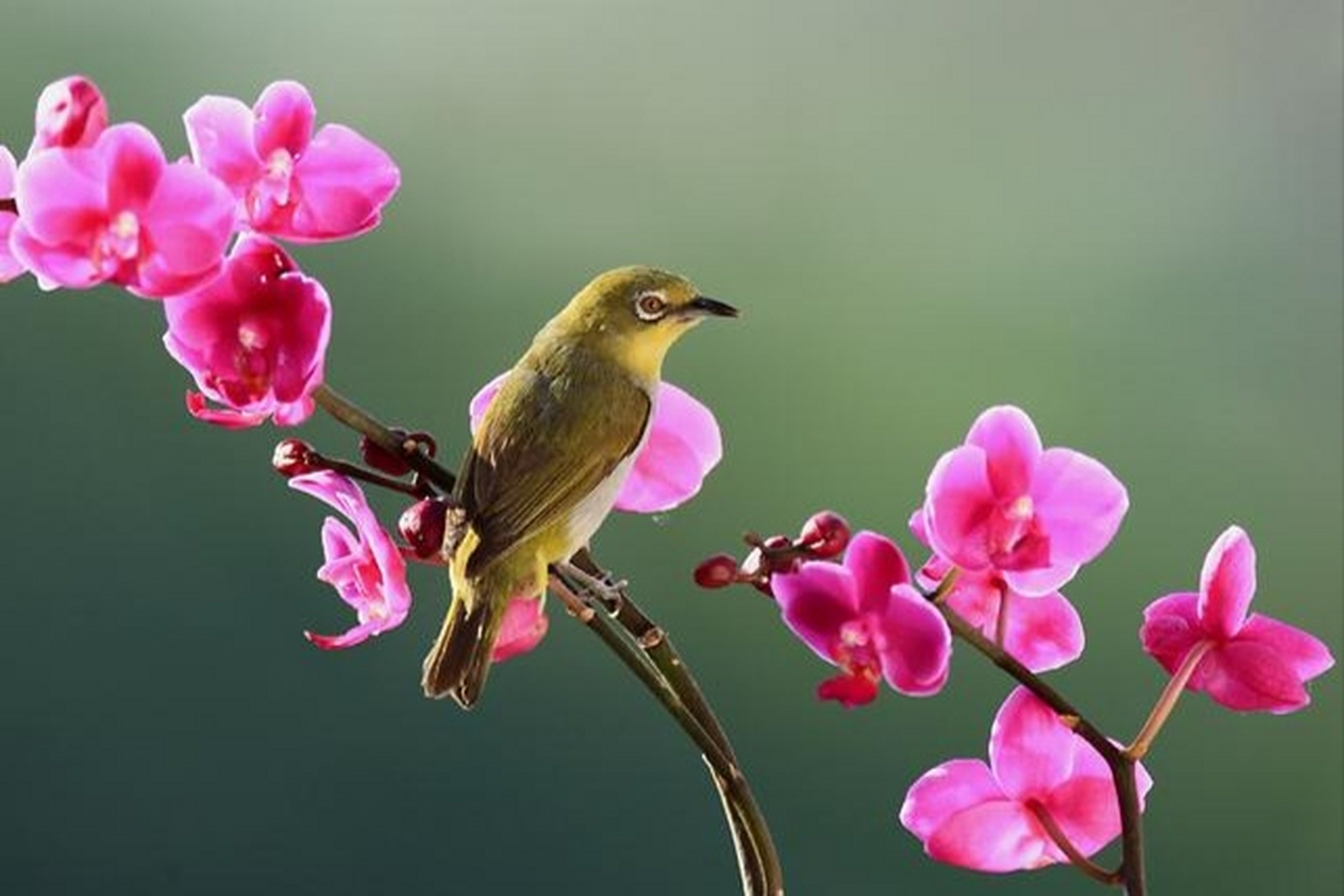 分享图片: 鸟恋兰花