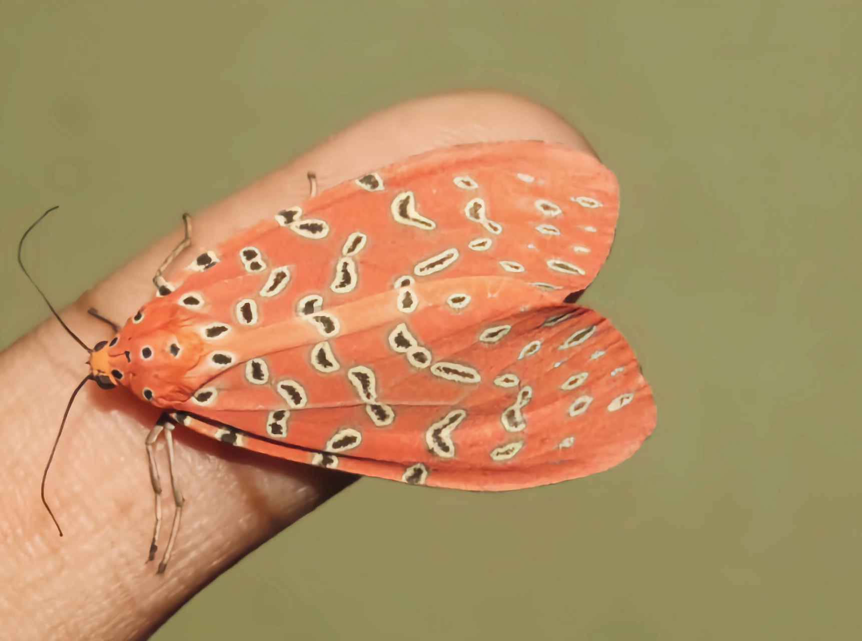 每天认识一种昆虫——纹散灯蛾 纹散灯蛾是灯蛾科散灯蛾属昆虫,成虫翅