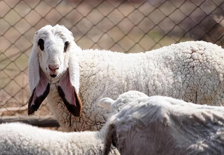 盘点世界上最贵的羊,一只价值1200万,为什么比黄金还贵?