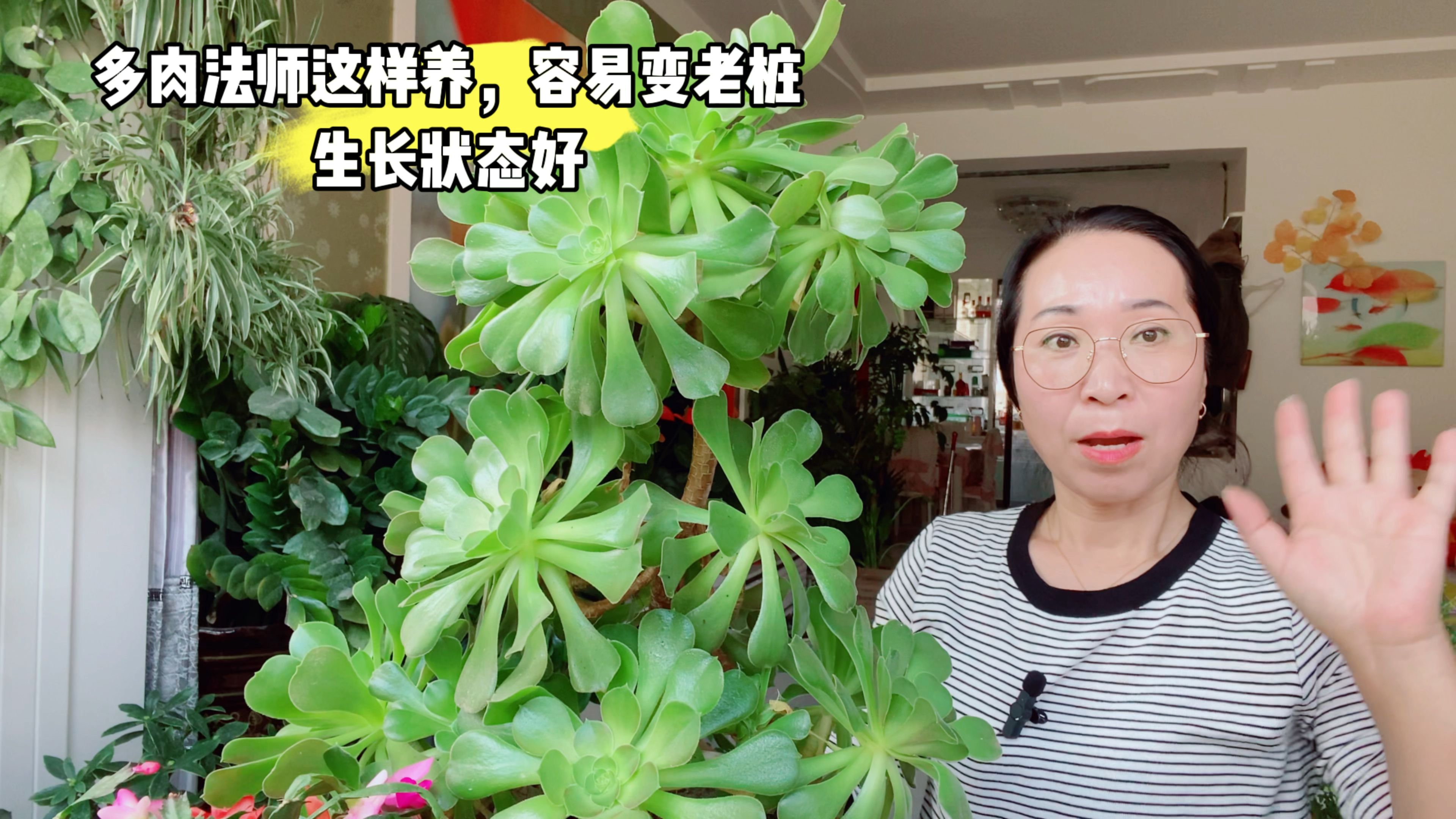 多肉法师这样养,容易变老桩!