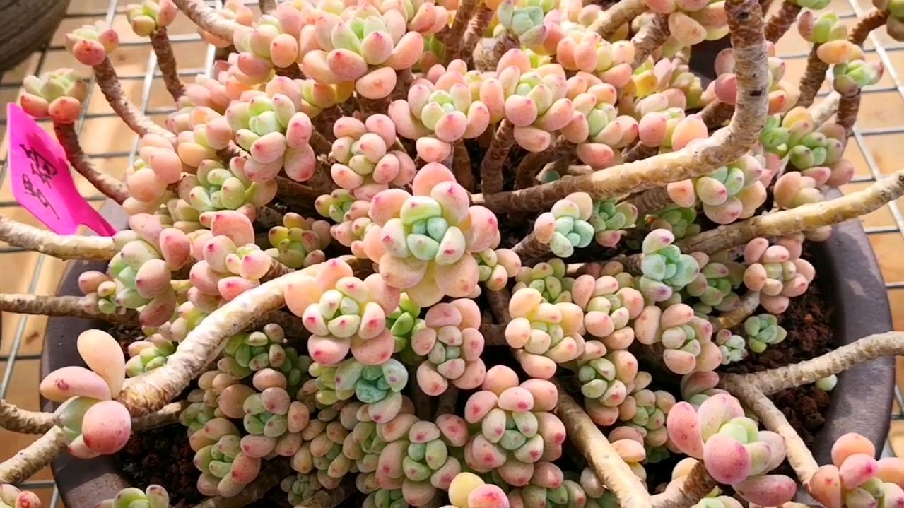 整个夏季都很红的罗琦老桩,控养效果就是这么棒!