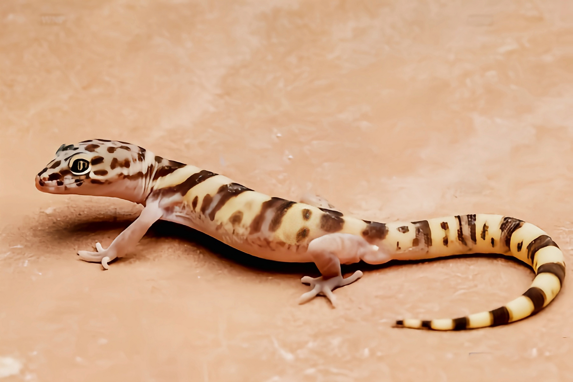 每天认识一种动物——带纹守宫 带纹守宫别名条斑壁虎,横纹鞘爪虎,原