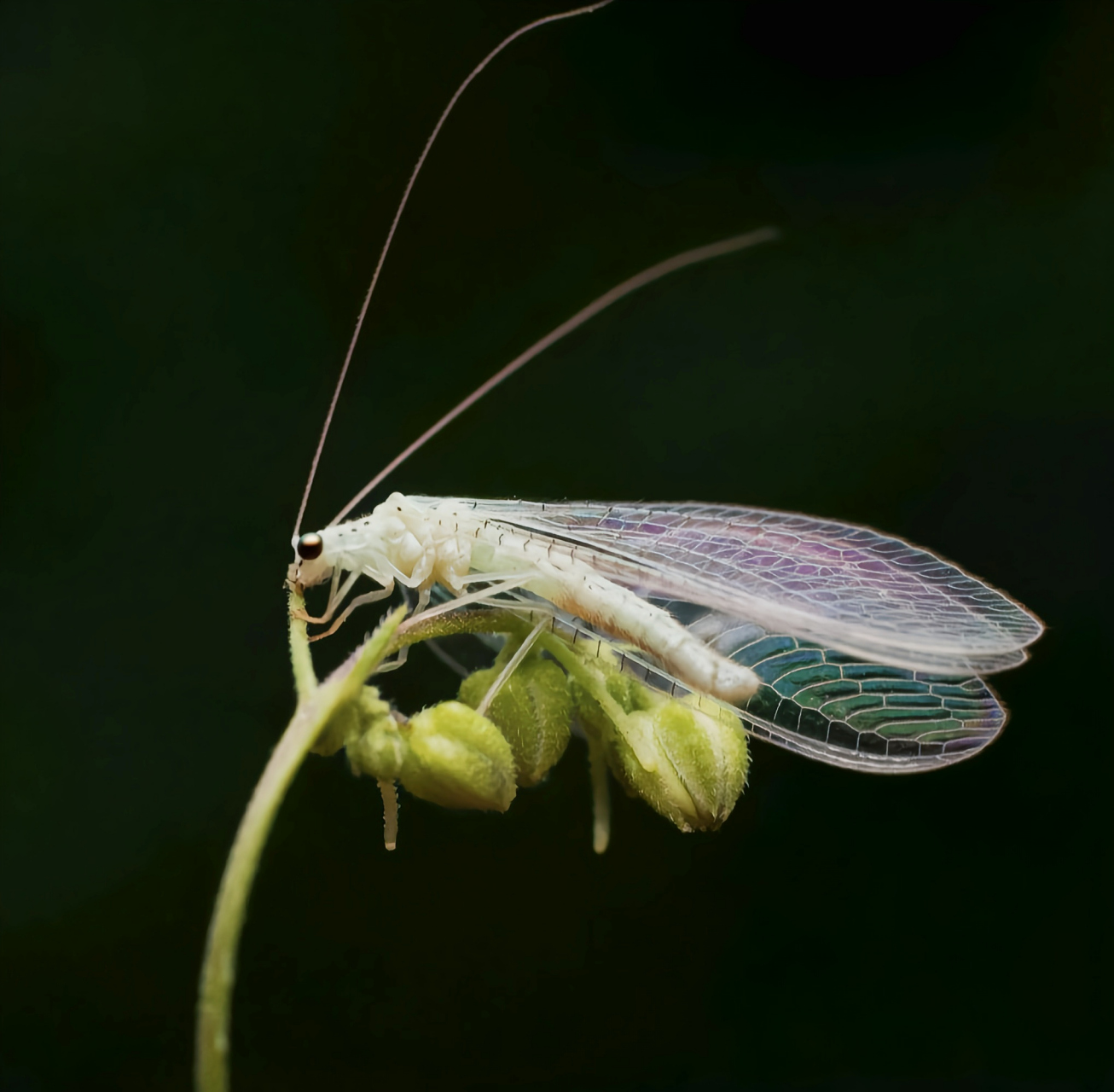 每天认识一种昆虫——蚁蛉 蚁蛉是脉翅目蚁蛉科的统称.