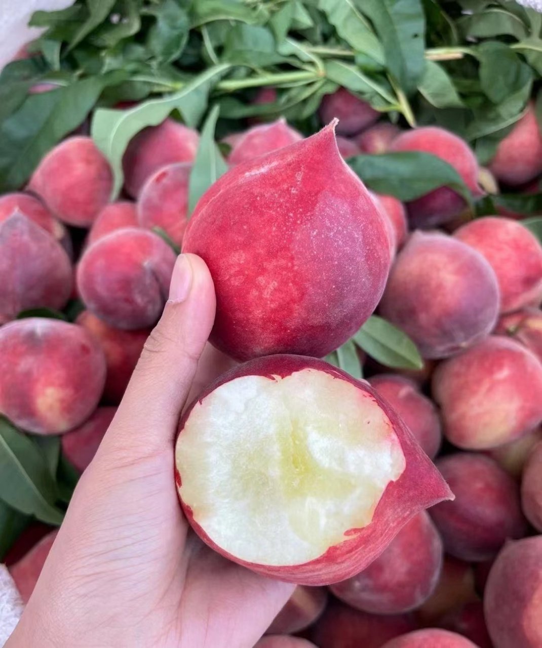 云南红宝石蜜桃,这款令人垂涎的水果,是夏季水果中的一颗明珠.