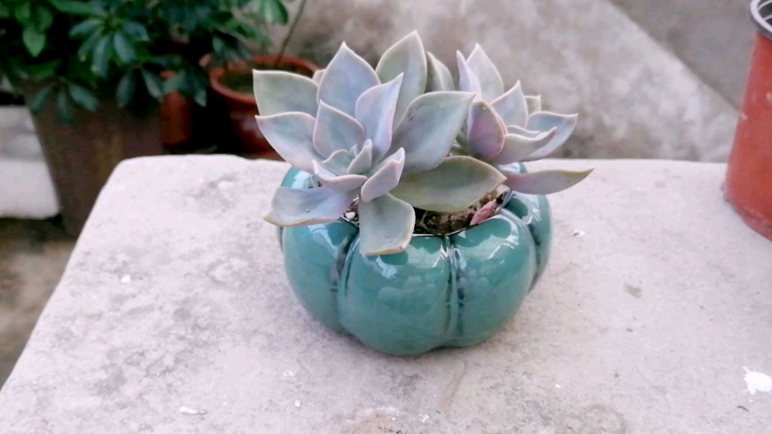 多肉初恋皮实又好养,跟胧月傻傻分不清