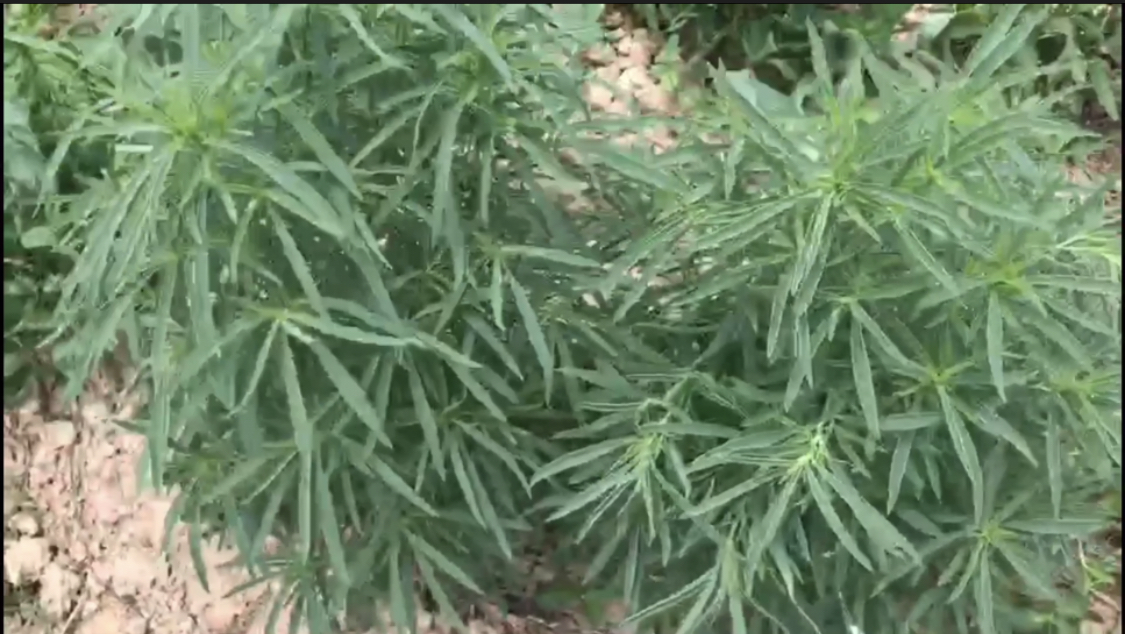 扫帚菜,长老长成熟后可当扫帚?是什么植物?认识一下