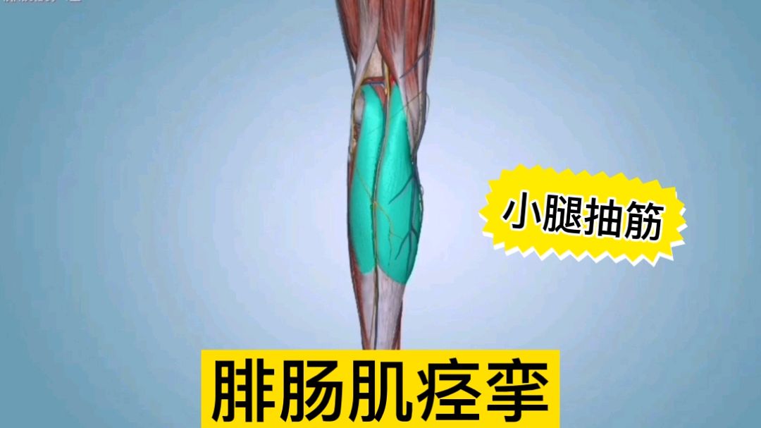 腓肠肌的痉挛解剖分析,小腿肚抽筋