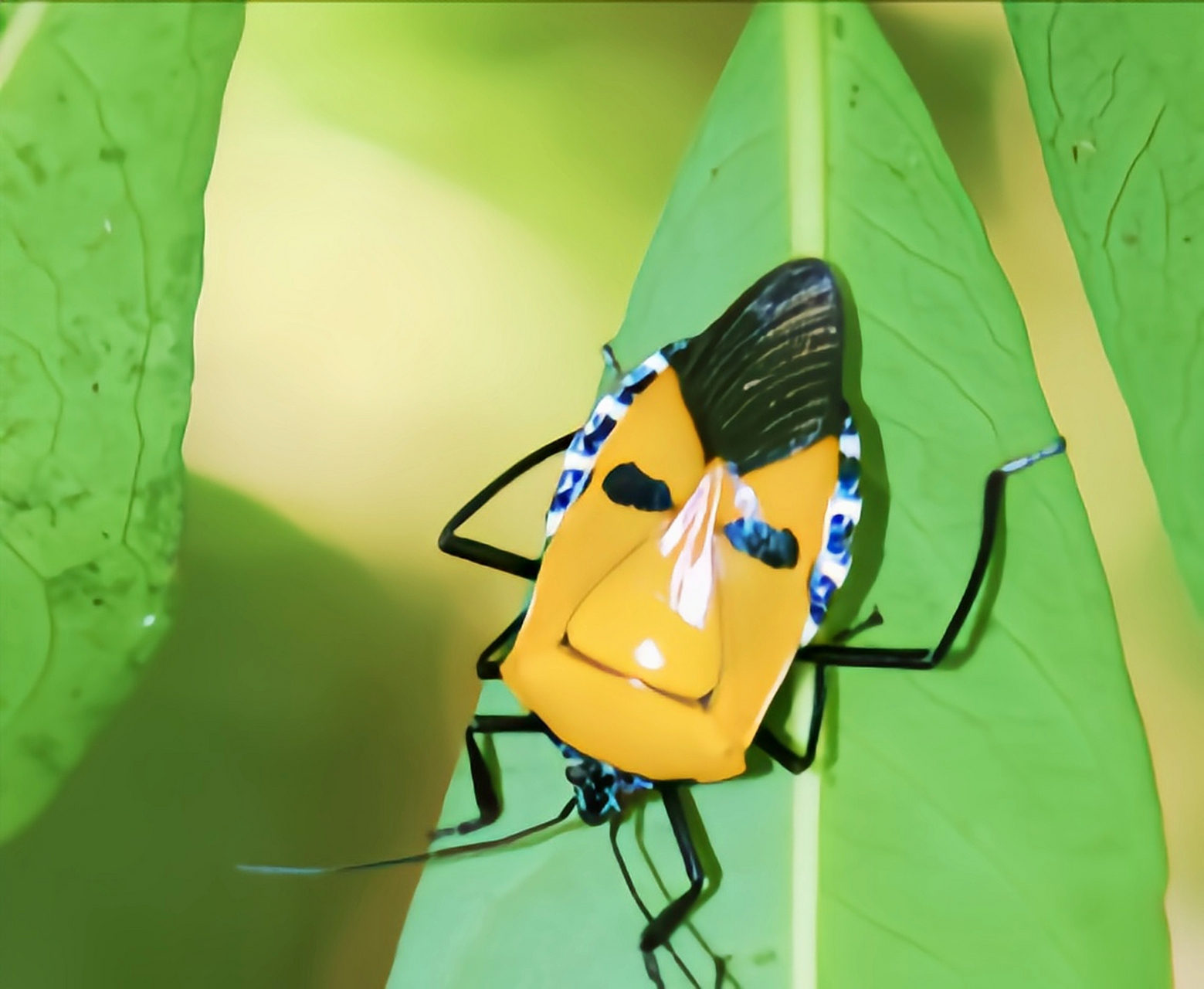 ps:红显蝽具有发达的臭腺