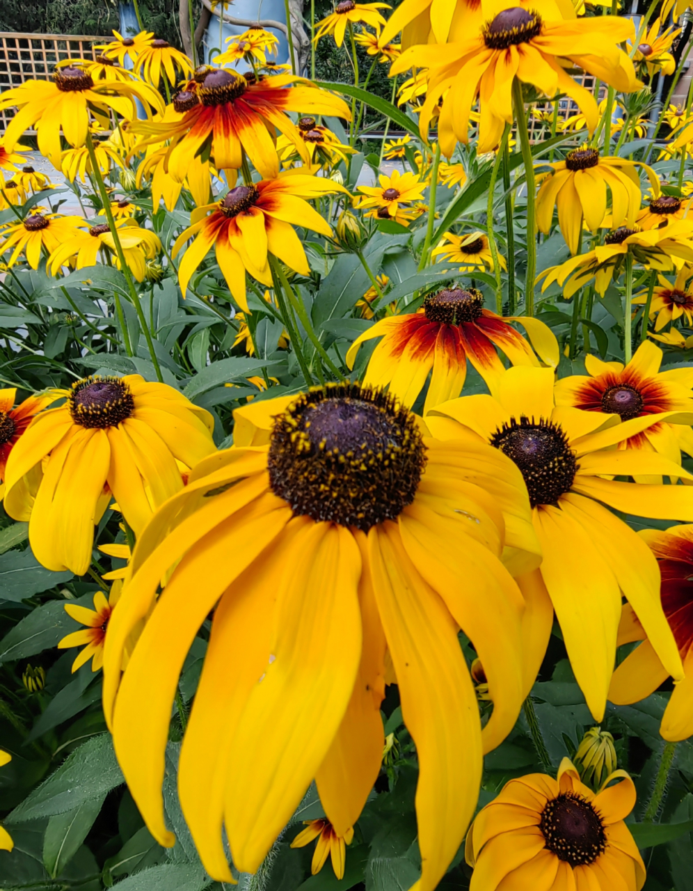 黑心菊  黑心菊花语为不畏别人的目光,独树一帜的爱,相信自己的爱情会